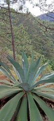 Agave inaequidens