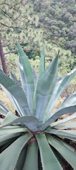Agave inaequidens