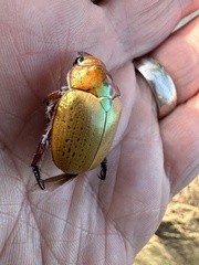 Anoplognathus olivieri