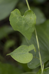 Aristolochia baetica