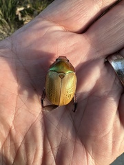 Anoplognathus olivieri