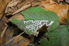 Stigmella aurella