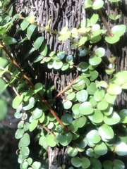 Phasmatinae