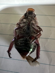 Anoplognathus olivieri