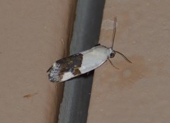 Ponometia cuta