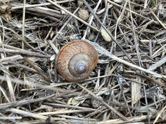 Helminthoglypta arrosa