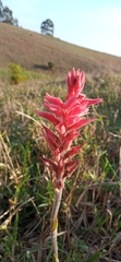 Sacoila lanceolata