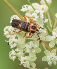 Cerceris bicornuta