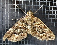 Crasilogia gressitti