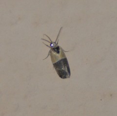 Ponometia clausula