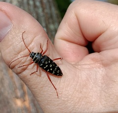 Placosternus erythropus