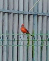 Pyrocephalus rubinus