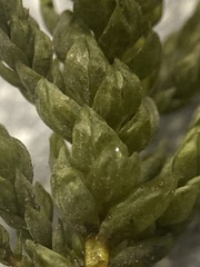 Thamnobryum alleghaniense