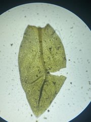 Thamnobryum alleghaniense