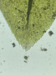 Thamnobryum alleghaniense