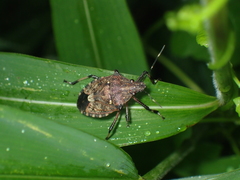 Dalpada nodifera