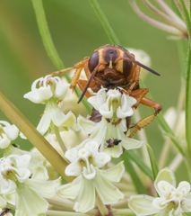 Cerceris bicornuta