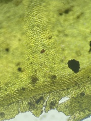 Thamnobryum alleghaniense