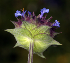 Salvia columbariae