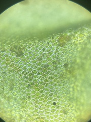 Thamnobryum alleghaniense