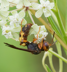 Cerceris bicornuta