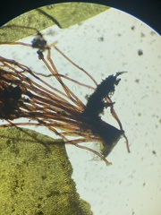 Thamnobryum alleghaniense