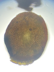 Thamnobryum alleghaniense