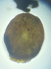 Thamnobryum alleghaniense