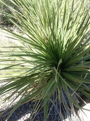 Dasylirion leiophyllum