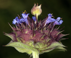 Salvia columbariae