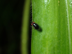 Celyphidae