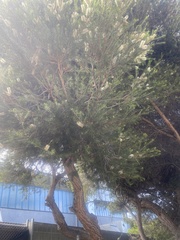 Melaleuca armillaris