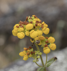 Calceolaria integrifolia