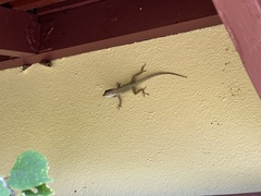 Anolis cristatellus