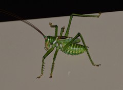 Neobarrettia spinosa