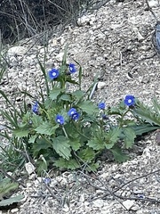 Phacelia viscida