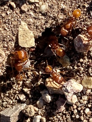 Pogonomyrmex californicus