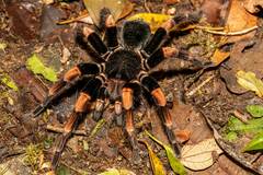 Megaphobema mesomelas