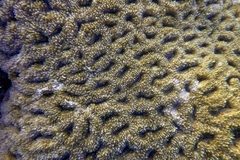 Lobophyllia erythraea