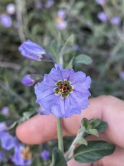 Solanum umbelliferum
