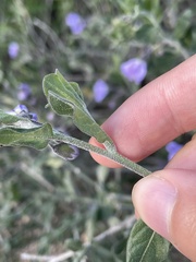 Solanum umbelliferum