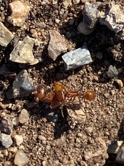 Pogonomyrmex californicus