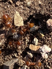Pogonomyrmex californicus