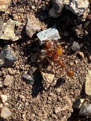 Pogonomyrmex californicus
