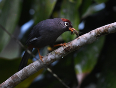 Pterorhinus mitratus