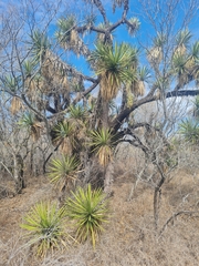 Yucca filifera