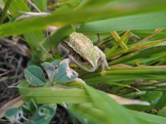 Gastrotheca riobambae