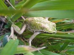 Gastrotheca riobambae