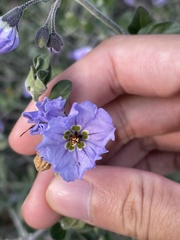 Solanum umbelliferum