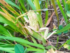 Gastrotheca riobambae